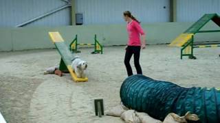 Pudsey agility at Barking Mad show 2009AVI [upl. by Niffirg371]