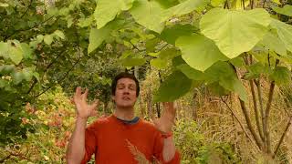 Pollarding the Indian bean tree [upl. by Farah]