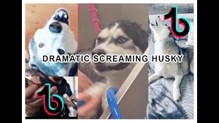 Tik Tok  Dramatic Husky Screaming compilation 2021 [upl. by Eima]