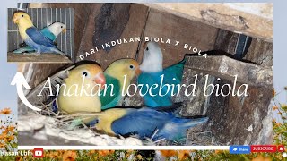 Anakan lovebird biola dari indukan biola x biola [upl. by Piwowar]