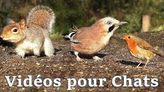 Vidéos Pour Les Chats  Petits Oiseaux Partout [upl. by Viridis]