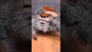 adorable jumping spider [upl. by Anits]