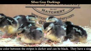 Silver Gray Dorking Chicks [upl. by Enoed26]