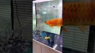 1 Big Fish vs 1000 Small Fish 😳 [upl. by Darra]