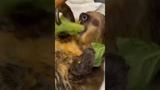 Sloths Threetoed sloth Linnaeuss twotoed sloth Bradypus pygmaeus [upl. by Eiralam255]