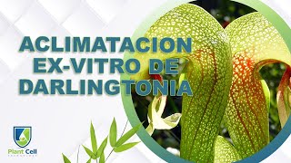 Acclimacion Exvitro de Darlingtonia Californica [upl. by Nirik136]