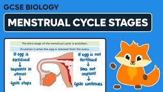 Stages of the Menstrual Cycle  GCSE Biology [upl. by Nasaj]