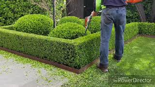 Buxus hedgetrim boxwood topiary hedge cloud [upl. by Eeclehc]