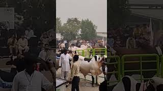 Sheikupura Cattle Show 2024 CM Punjab [upl. by Notlem76]