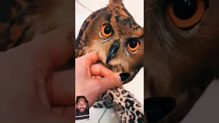 owl birds animals birdsofprey wildlife babyowl [upl. by Ynalem438]