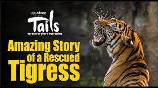 An amazing story of a rescued tigress and her zookeepers  Tails  कहानी असली शेरनी की [upl. by Cavill]