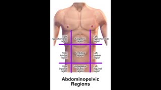 anatomy of anterior abdominal wall part 1 [upl. by Pitarys]