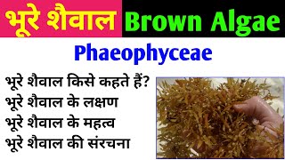 भूरे शैवाल  Brown Algae  phaeophyta  phaeophyceae  characteristics and importance of brown algae [upl. by Lebatsirhc]