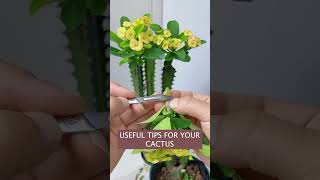 Cactus EXPERT Shares Grafting Secrets [upl. by Berte]