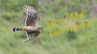 Isle of Mull  Hen Harrier [upl. by Yvonne]