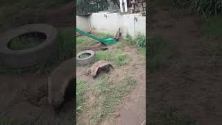 Stoffel the Honey Badger at Moholoholo [upl. by Rodl]