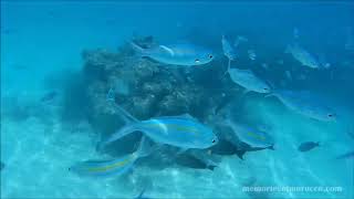 Snorkelling in Rasdhoo Maldives [upl. by Airalednac]