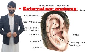 external ear anatomy  aurical pinna  external aucustic meatus  tympanic membrane [upl. by Wennerholn161]