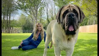 THE ENGLISH MASTIFF  THE WORLD’S HEAVIEST DOG [upl. by Cicenia911]