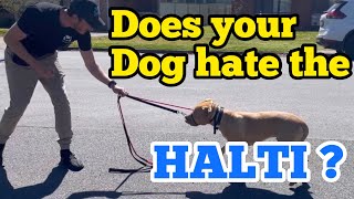 Does your dog hate the Halti Try this [upl. by Retsek]