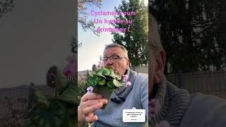 Cyclamen coum le cyclamen rustique qui annonce le printemps cyclamen vegetosphere [upl. by Tj]