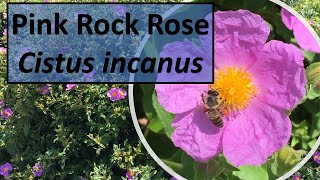 PINK ROCK ROSE Rockrose Cistus incanus Cistus creticus facts rockrose cistus cotopride [upl. by Enilrac645]