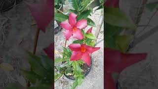 Bignonia flower vine 😍😍 allnatural gardening shorts vines Like Comment Subscribe ❤️❤️❤️ [upl. by Torhert]