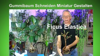 Gummibaum Rückschnitt Einkürzen Pflegen Gestalten und Düngen Ficus Elastica Bonsai [upl. by Zamora]