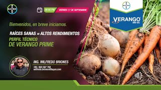 Raíces sanas  Altos rendimientos Perfil Técnico de Verango Prime  Agro Bayer Perú [upl. by Kcirrag]