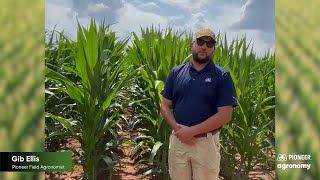 Scouting for Corn Diseases and Timing Fungicide Applications [upl. by Akanke]