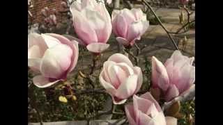 A beautiful moment  spring season magnolia [upl. by Walli]