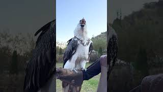 Vulture swallows big bone whole 😳🤯  🎥 Viralhog [upl. by Tyree]