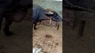 Veterinary field vlog veterinary veterinarytreatment drkumarjeet [upl. by Hgielah373]