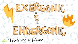 endergonic and exergonic reactions [upl. by Ahseenak]