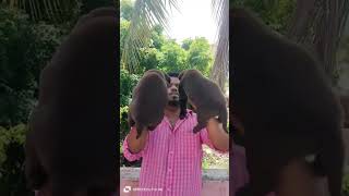 🐾petsvlog pets sale topquality dogs sale Pondicherry tamilnadu delivery available 9655224198 [upl. by Nitsew]