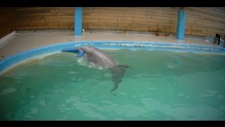 Undercover in Dolphinarium [upl. by Greenebaum889]