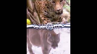 Central American Jaguar Vs Leopard And Cougar shorts edit wildlife [upl. by Polik]