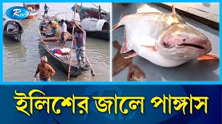 পদ্মা নদীতে জেলেদের জালে ধরা পড়ছে লাখ লাখ টাকার পাঙ্গাস  Pangas Padma river  RtvNews [upl. by Feingold]