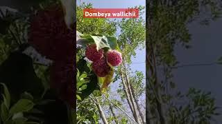 Dombeya wallichii plants FloweringPlants FloralShorts GardenShorts FlowerPower BloomingBeauty [upl. by Woodall]