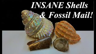 Cleaning Phenomenal Seashells and quotPearlingquot Top Shells Plus Amazing Fossil Mail Time [upl. by Irami]