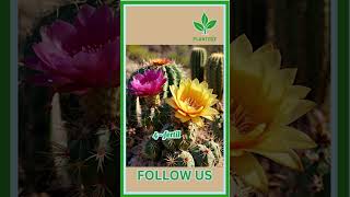 Flowering Cactus Care plant garden floweringplant floweringcactus gardening cactus [upl. by Sivahc997]