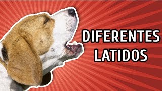 CACHORROS LATINDO COMO É O LATIDO DE CADA RAÇA [upl. by Eimme]