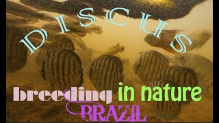 wild Discus breeding in nature  Symphysodon aequifasciata fry  Amazon diving rainy season [upl. by Quartis]