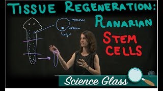 Stem Cells and Tissue Regeneration Planarians [upl. by Anigal990]