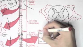 Neurology  Spinal Cord Introduction [upl. by Zoi]