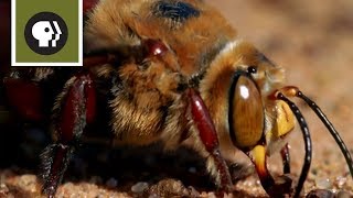 Bee Mating Frenzy Ends in Death [upl. by Aerdnod377]