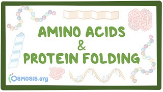 Amino acids and protein folding [upl. by Toole]