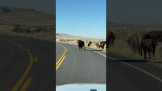 Bison Blocks The Road buffalo utah wildlife youtubeshorts [upl. by Larissa276]