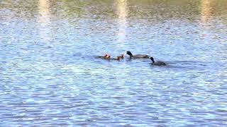 Eurasian Coots feeding their young chicks [upl. by Netfa]