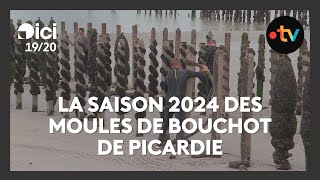 La saison 2024 des moules de bouchot de Picardie enfin lancée [upl. by Nosloc]